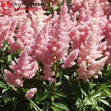 Основное изображение товара