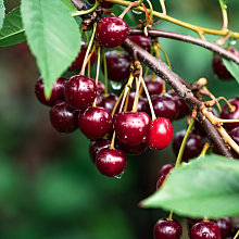 Основное изображение товара