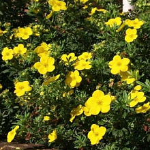 Основное изображение товара