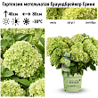 Гортензия метельчатая 