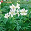 Герань луговая (Geranium pratense) Сплиш-Сплэш С3 ГлХ/23