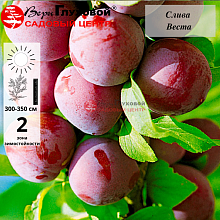 Слива Веста (средний сорт)