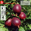 Крыжовник 