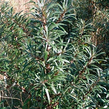 Основное изображение товара