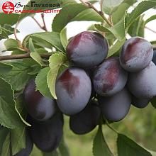 Слива Заречная ранняя (ранний сорт)