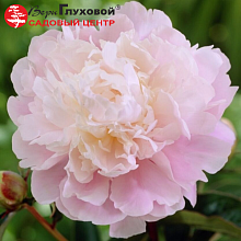 Основное изображение товара