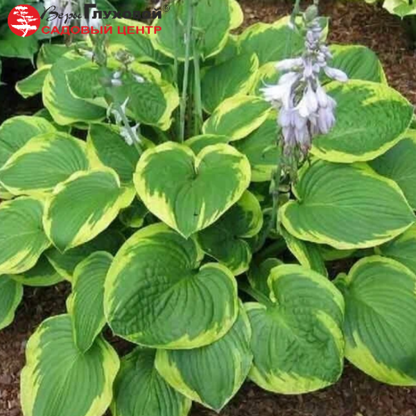 Основное изображение товара