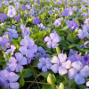 Барвинок малый (Vinca minor) Флауэр Пауэр С3 ГлХ/25