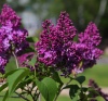 Сирень обыкновенная (Syringa vulgaris) День Победы С3 СП/25