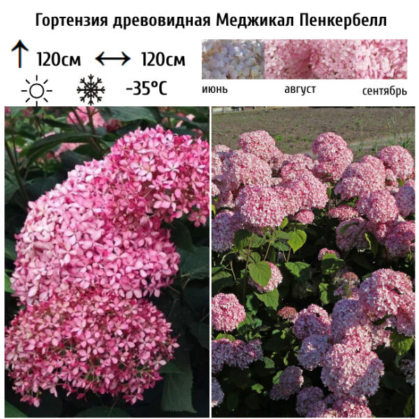 Основное изображение товара