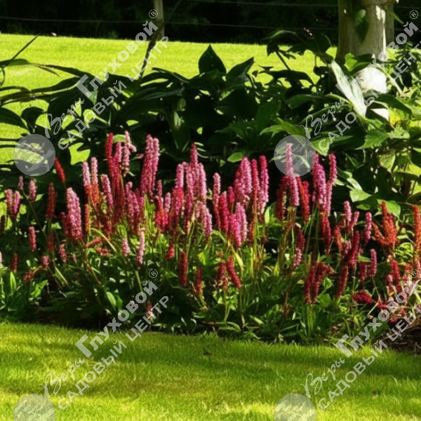 Горец родственный "Кабоутер" на фото