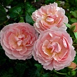 Роза флорибунда D.Austin 