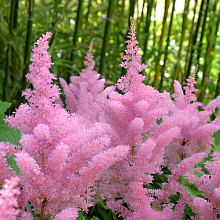 Основное изображение товара