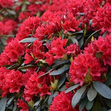 Основное изображение товара