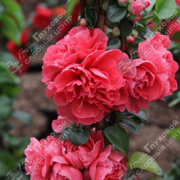 Хеномелес прекрасный "Пинк Шторм" на фото