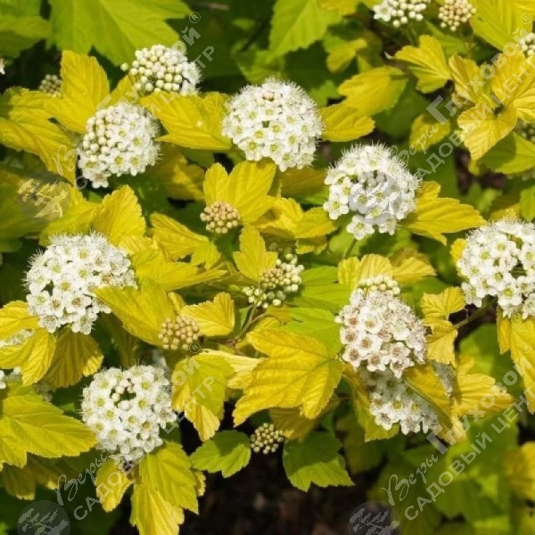 Пузыреплодник калинолистный "Дартс Голд" на фото