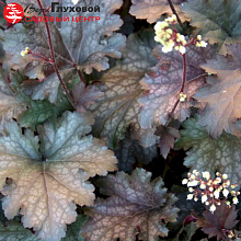 Основное изображение товара