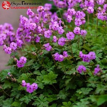 Основное изображение товара