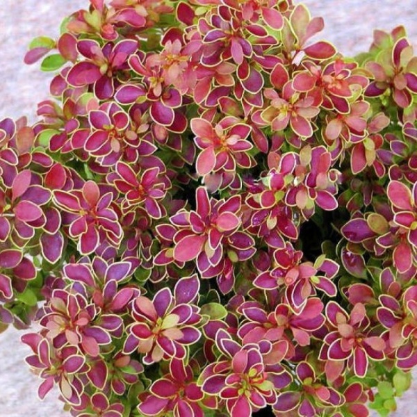 Основное изображение товара