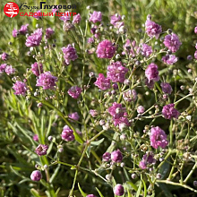 Основное изображение товара