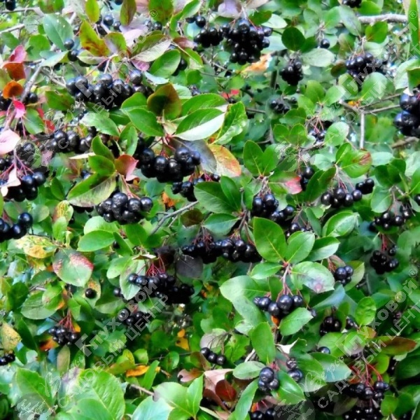 Арония Черноплодная на фото