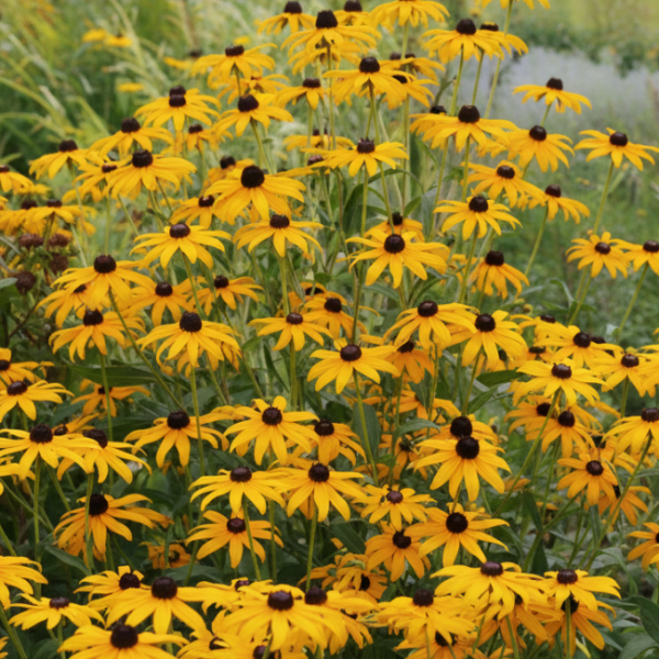 Основное изображение товара