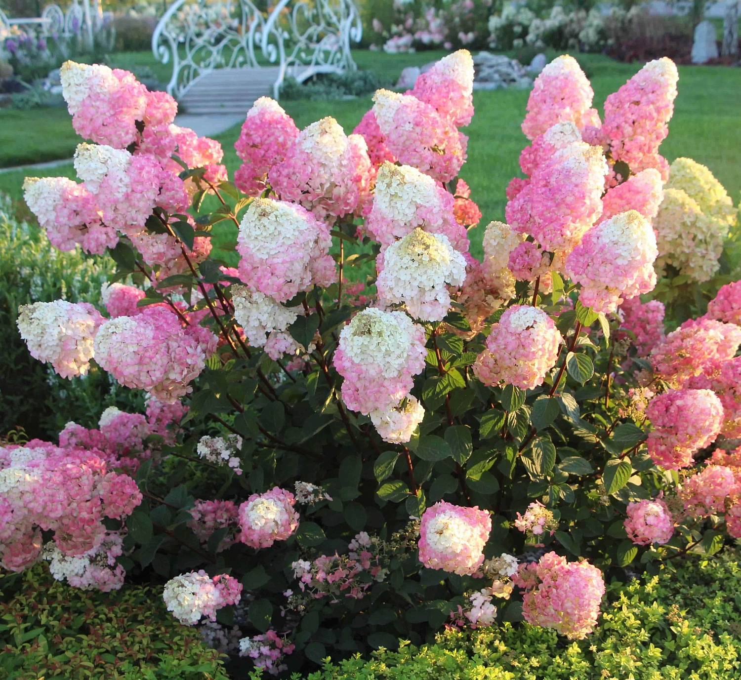 Сорт гортензии Самарская Лидия