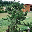 Сосна Банкса  