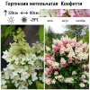 Гортензия метельчатая "Конфетти" на фото