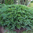 Можжевельник казацкий