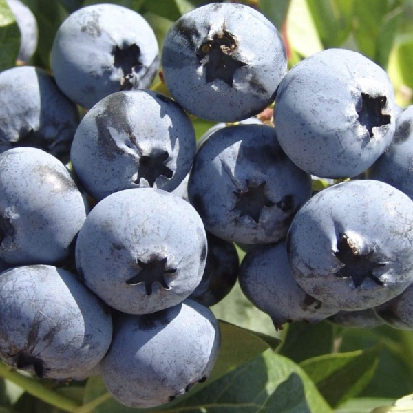 Основное изображение товара