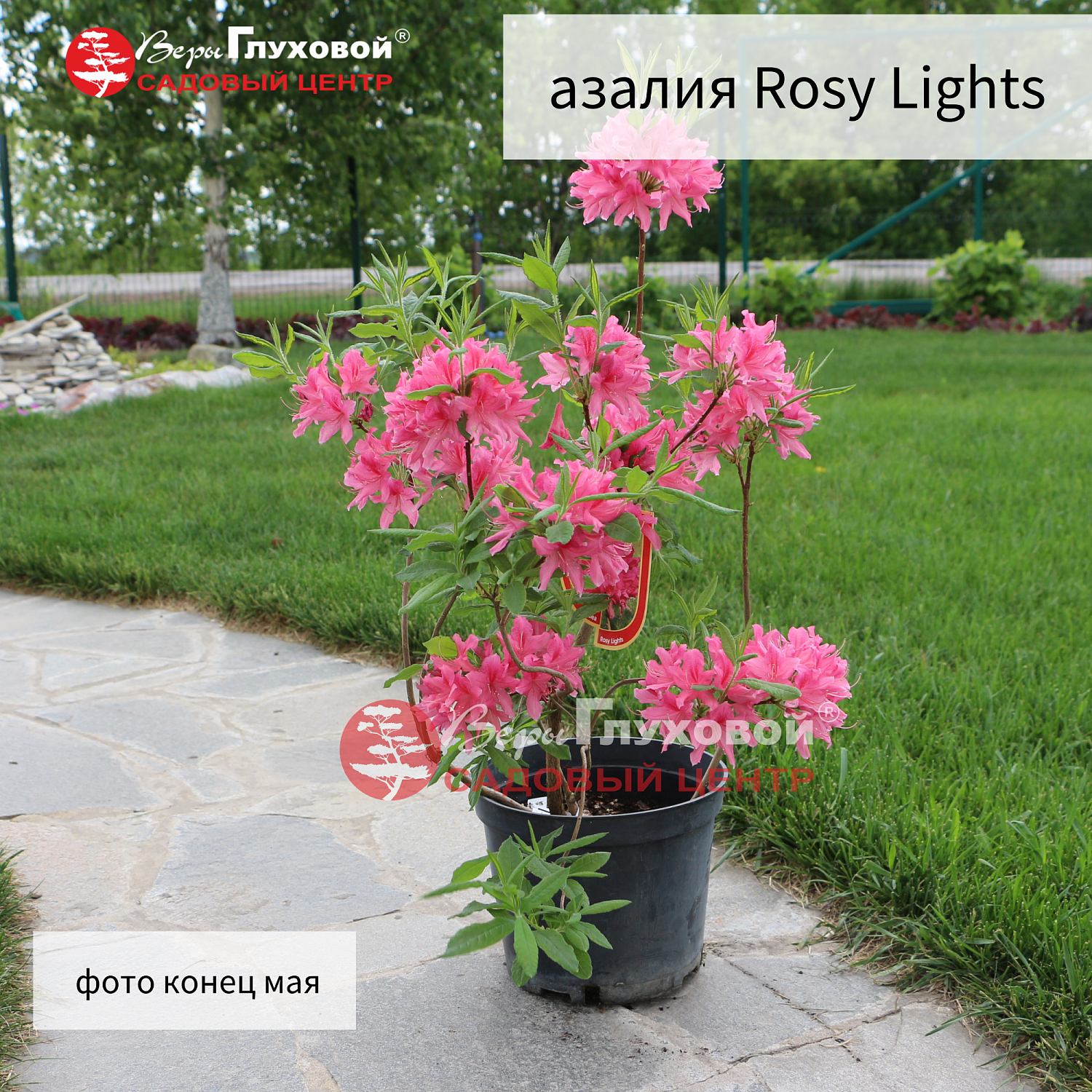 Рододендроны в продаже. Торопитесь! Количество ограничено