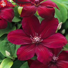 Основное изображение товара