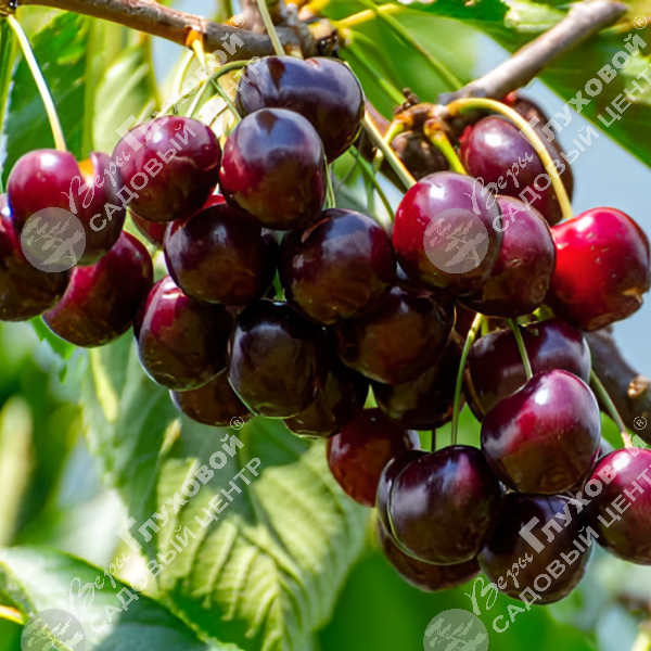 Черешня "Ревна" на фото