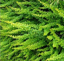 Основное изображение товара