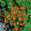 Лапчатка кустарниковая 