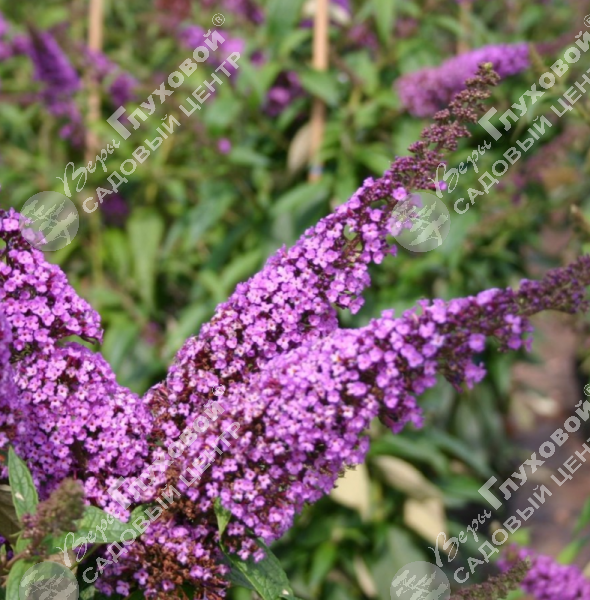 Буддлея Давида "Иль де Франс" на фото