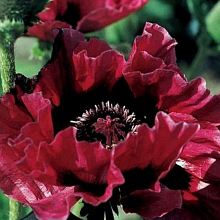 Основное изображение товара