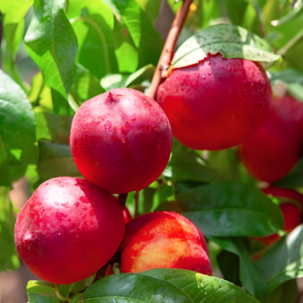 Основное изображение товара