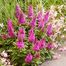 Основное изображение товара