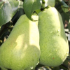 Груша Красавица Черненко (осенний сорт)