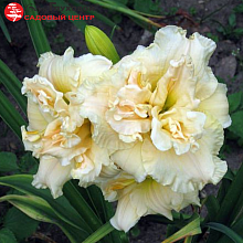 Основное изображение товара