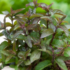 Мята перечная (Mentha piperita) Шоколад С2 РФр/26