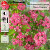 Боярышник обыкновенный (Crataegus laevigata) Паул Скарлет 10/12 350-400 ТС40 ГВр/26
