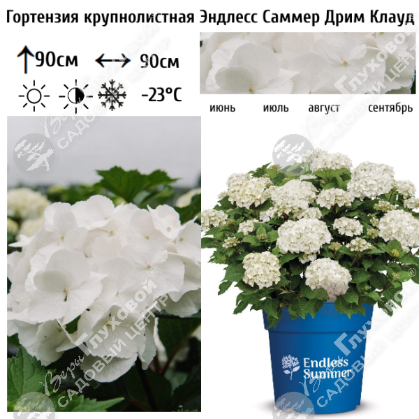 Гортензия крупнолистная "Эндлесс Саммер Дрим Клауд" на фото