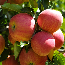 Основное изображение товара