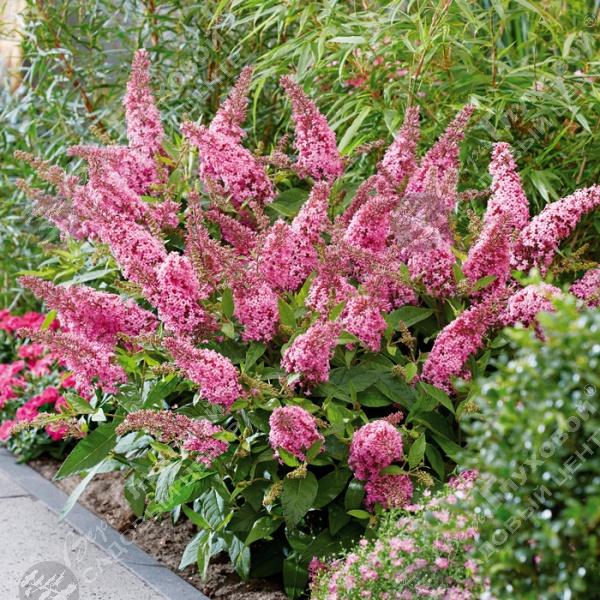 Буддлея Давида "Баттерфляй Канди Литтл Пинк" на фото