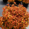 Спирея японская (Spiraea japonica) Зен Спирит Карамель 40-50 С5 ГЕ/26