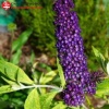 Буддлея Давида (Buddleja davidii) Баттерфляй Канди Лила Свитхарт С3 СП/25