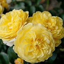 Основное изображение товара